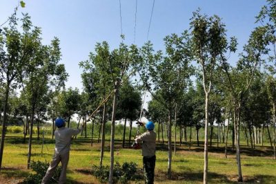 國網天津武清供電公司員工對逸仙園變電站所帶線路進行巡視