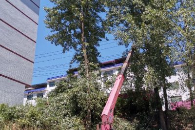 配電運檢人員在10千伏高鎮線對高大樹木進行砍青掃障